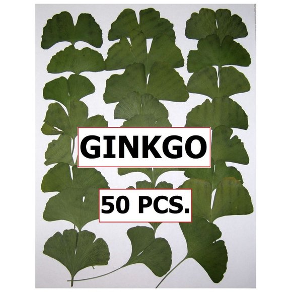 50 PCS Ginkgo Biloba Pressed Craft Leaves - Picture 1 of 5